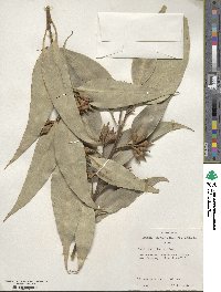 Eucalyptus robusta image