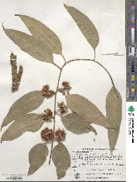 Eucalyptus robusta image