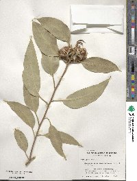 Eucalyptus robusta image