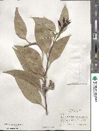 Eucalyptus robusta image