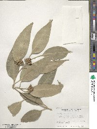 Eucalyptus robusta image