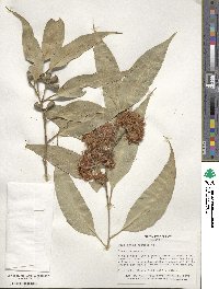 Eucalyptus robusta image