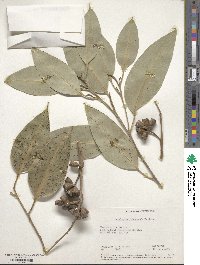 Eucalyptus robusta image