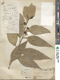 Eucalyptus robusta image