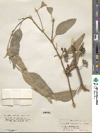 Eucalyptus robusta image