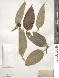 Eucalyptus robusta image