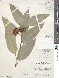 Eucalyptus robusta image