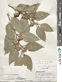 Eucalyptus robusta image