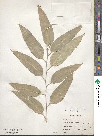 Eucalyptus robusta image