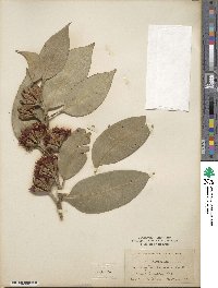 Eucalyptus robusta image