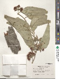 Eucalyptus robusta image