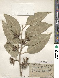 Eucalyptus robusta image