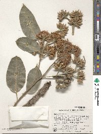 Eucalyptus robusta image