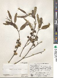 Eucalyptus dundasii image