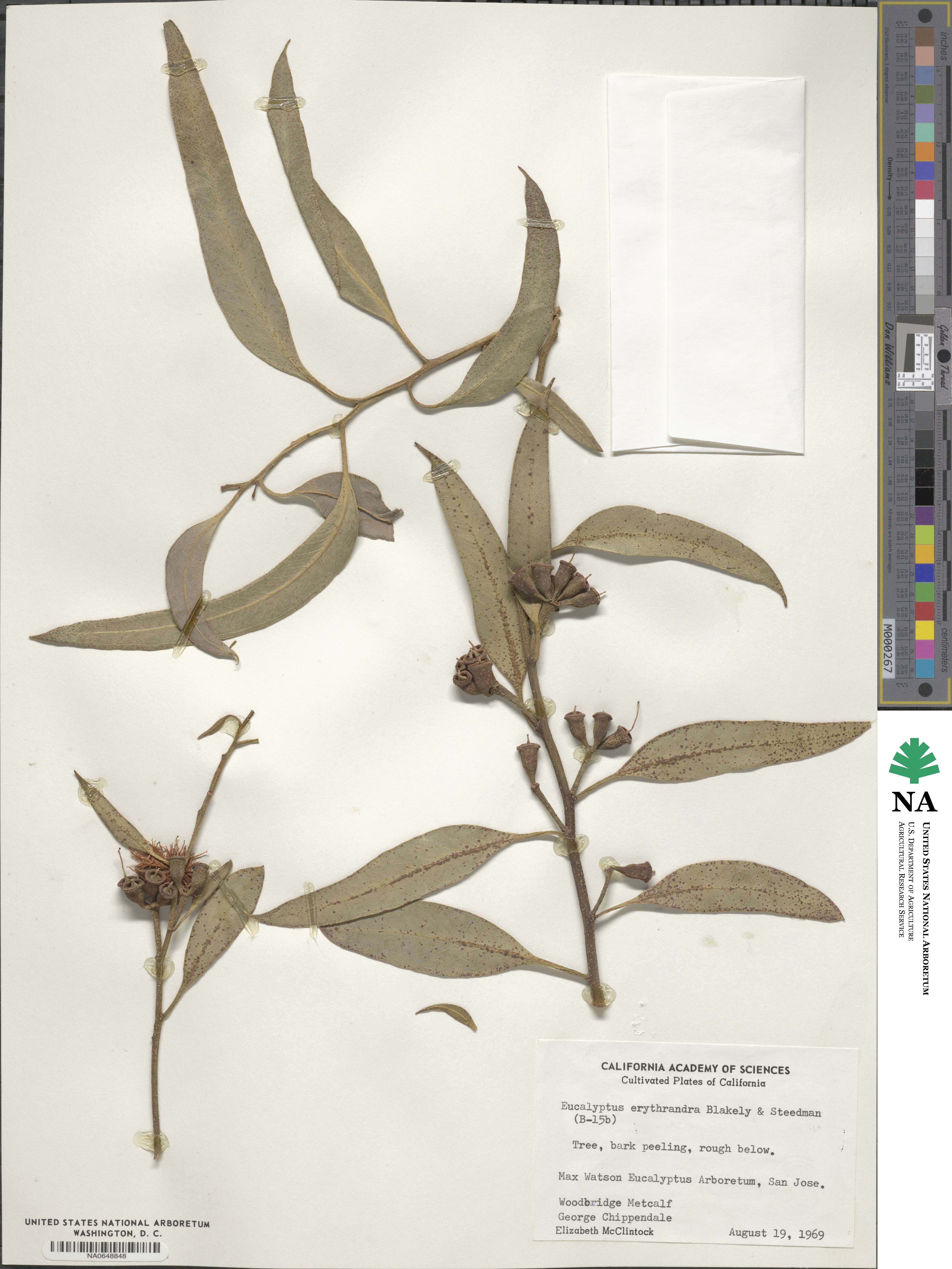 Eucalyptus × erythrandra image