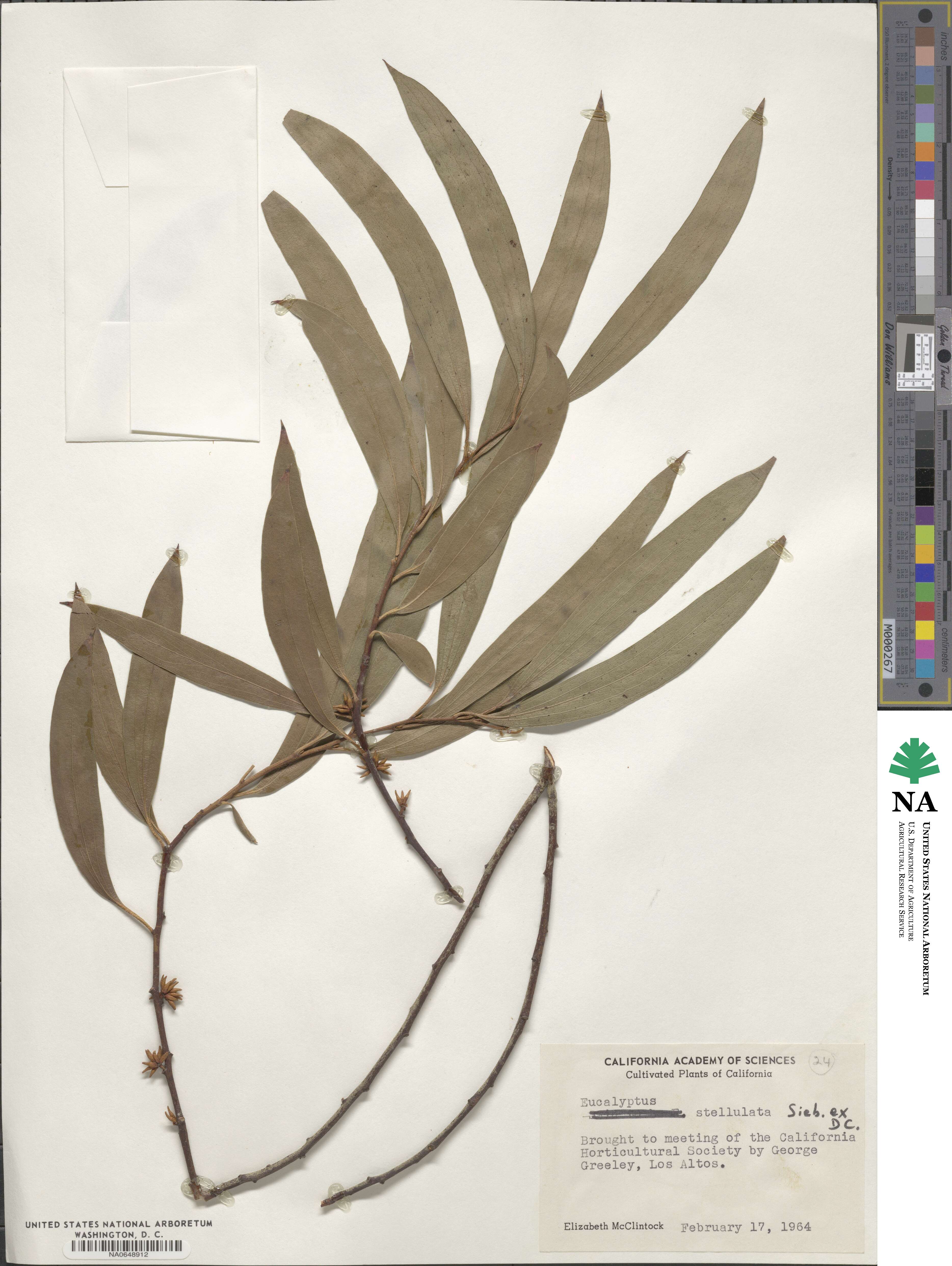 Eucalyptus stellulata image