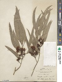 Eucalyptus sideroxylon subsp. sideroxylon image