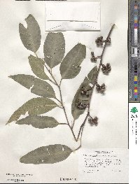 Eucalyptus grandis image