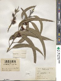 Eucalyptus globulus image