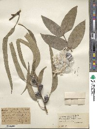 Eucalyptus globulus image