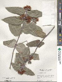 Eucalyptus globulus image