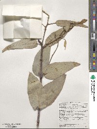 Eucalyptus globulus image