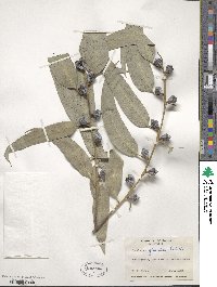 Eucalyptus globulus image