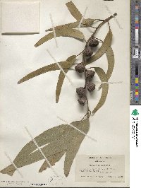 Eucalyptus globulus image