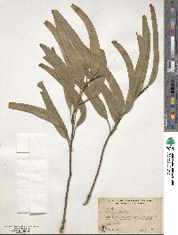 Eucalyptus globulus image
