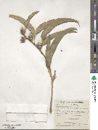 Eucalyptus globulus image