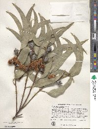 Eucalyptus globulus image