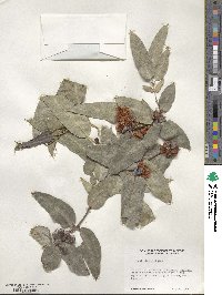 Eucalyptus globulus image