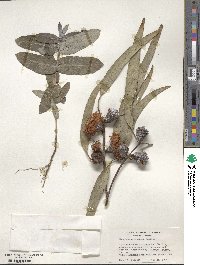 Eucalyptus globulus image