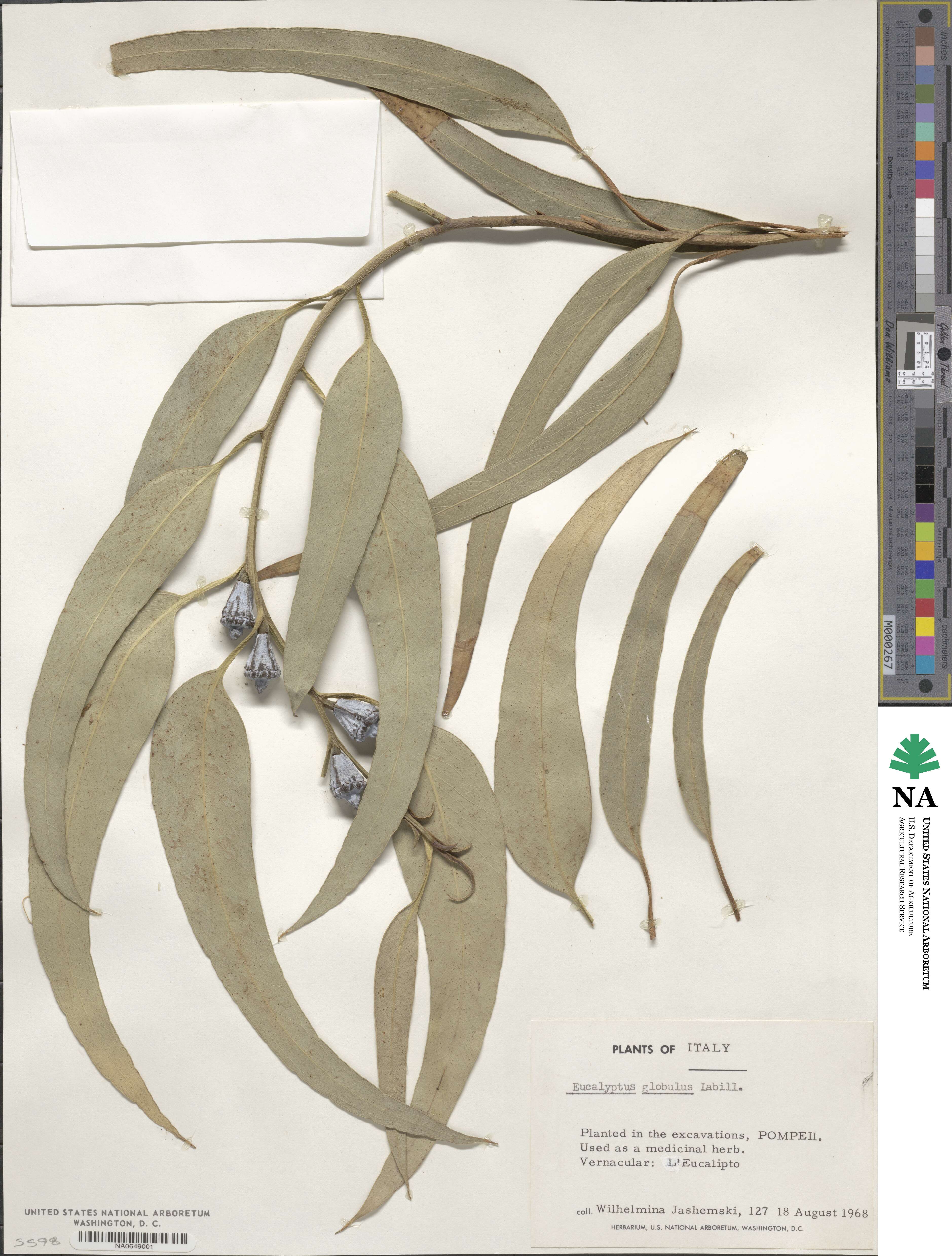 Eucalyptus globulus image