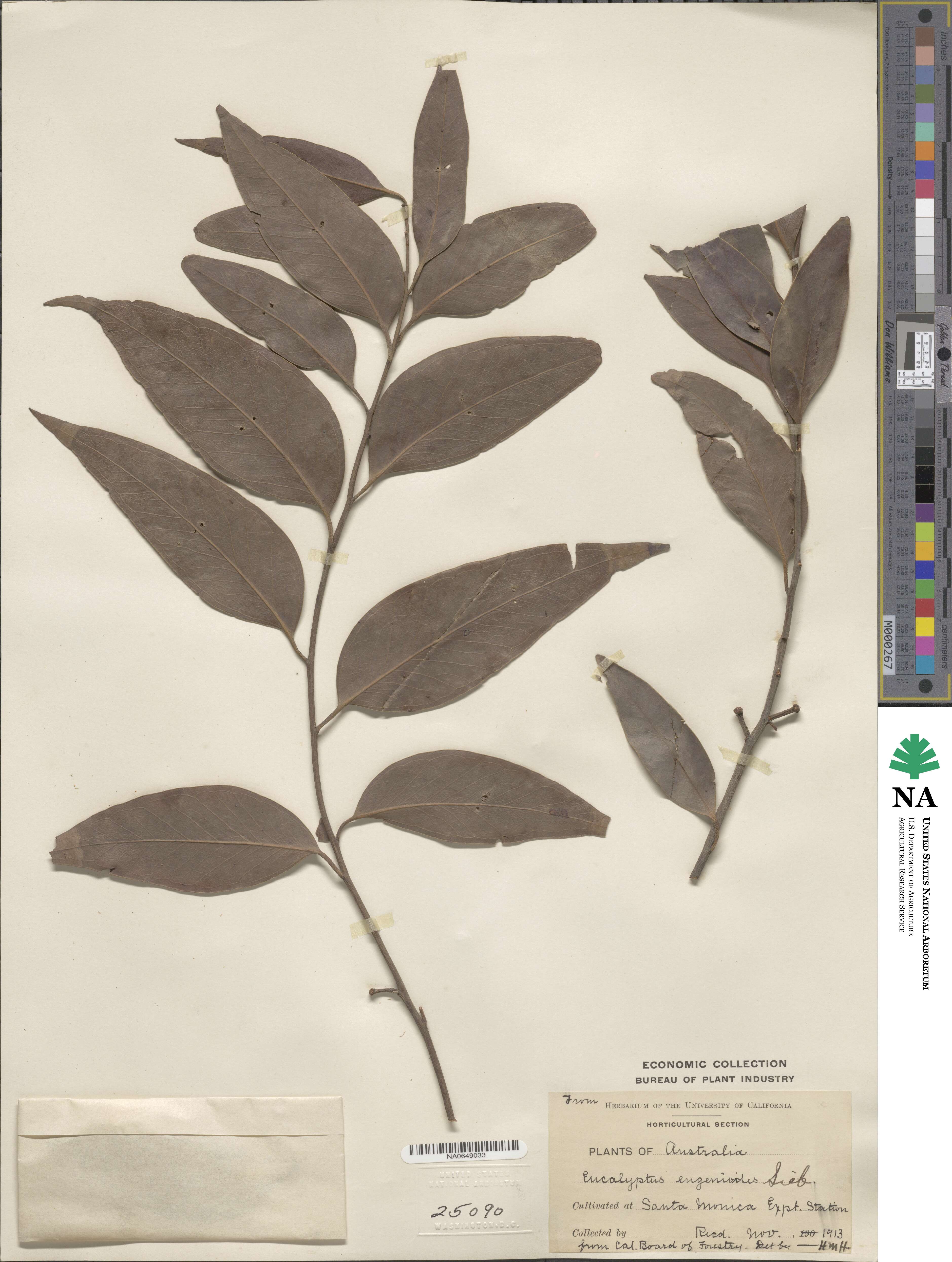 Eucalyptus eugenioides image
