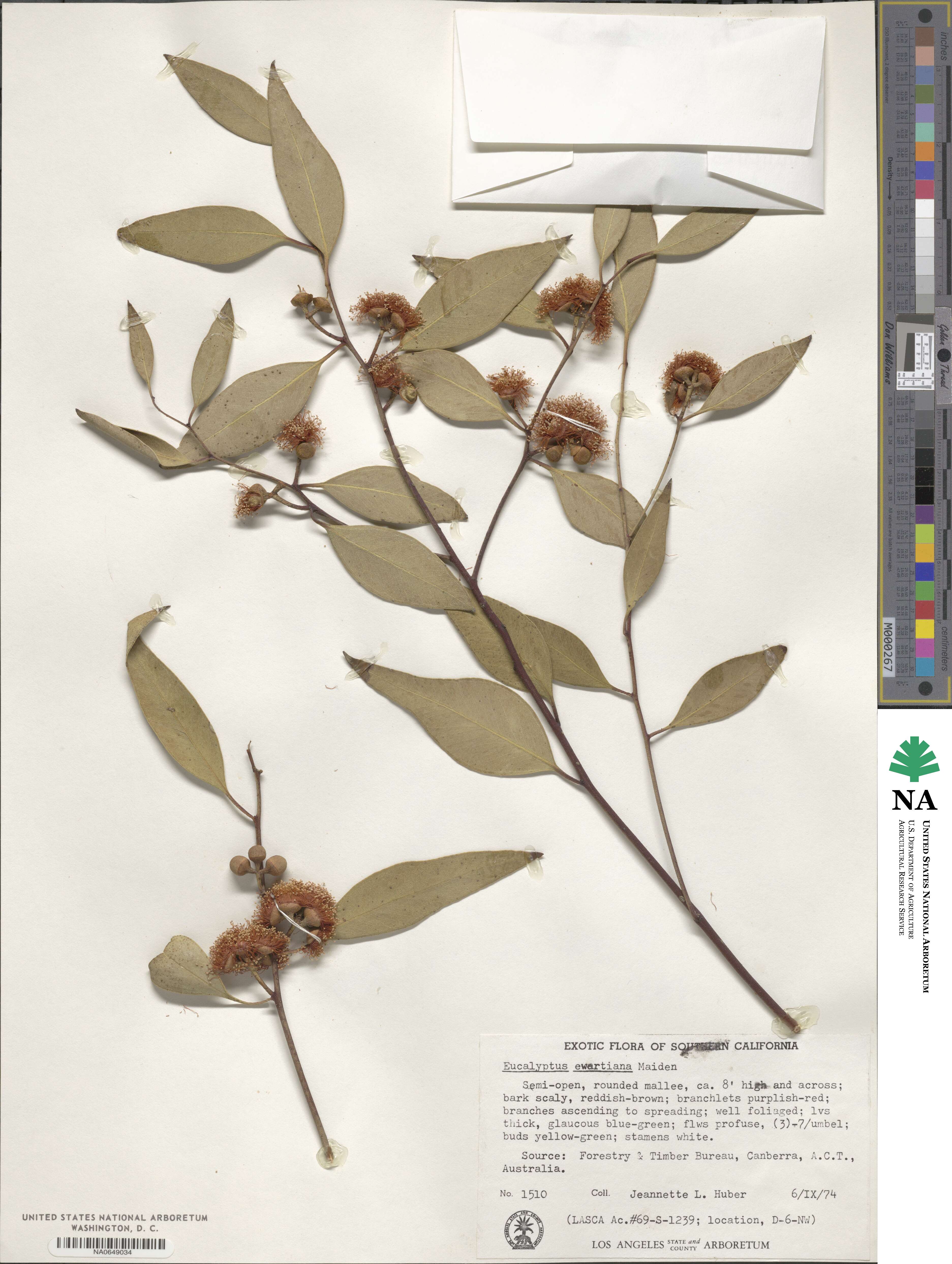 Eucalyptus ewartiana image