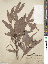 Eucalyptus paniculata image