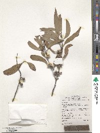 Eucalyptus pauciflora image