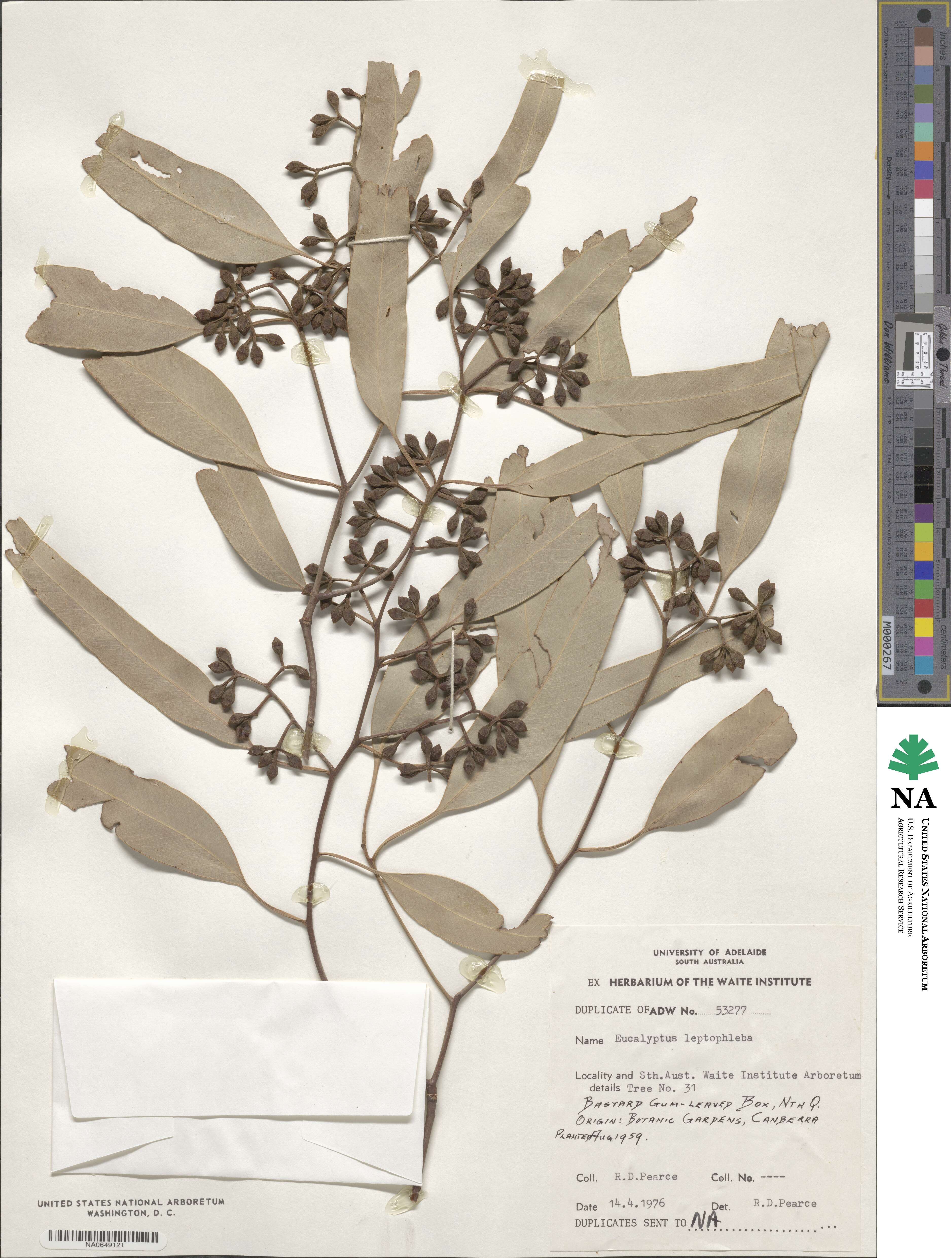 Eucalyptus leptophleba image