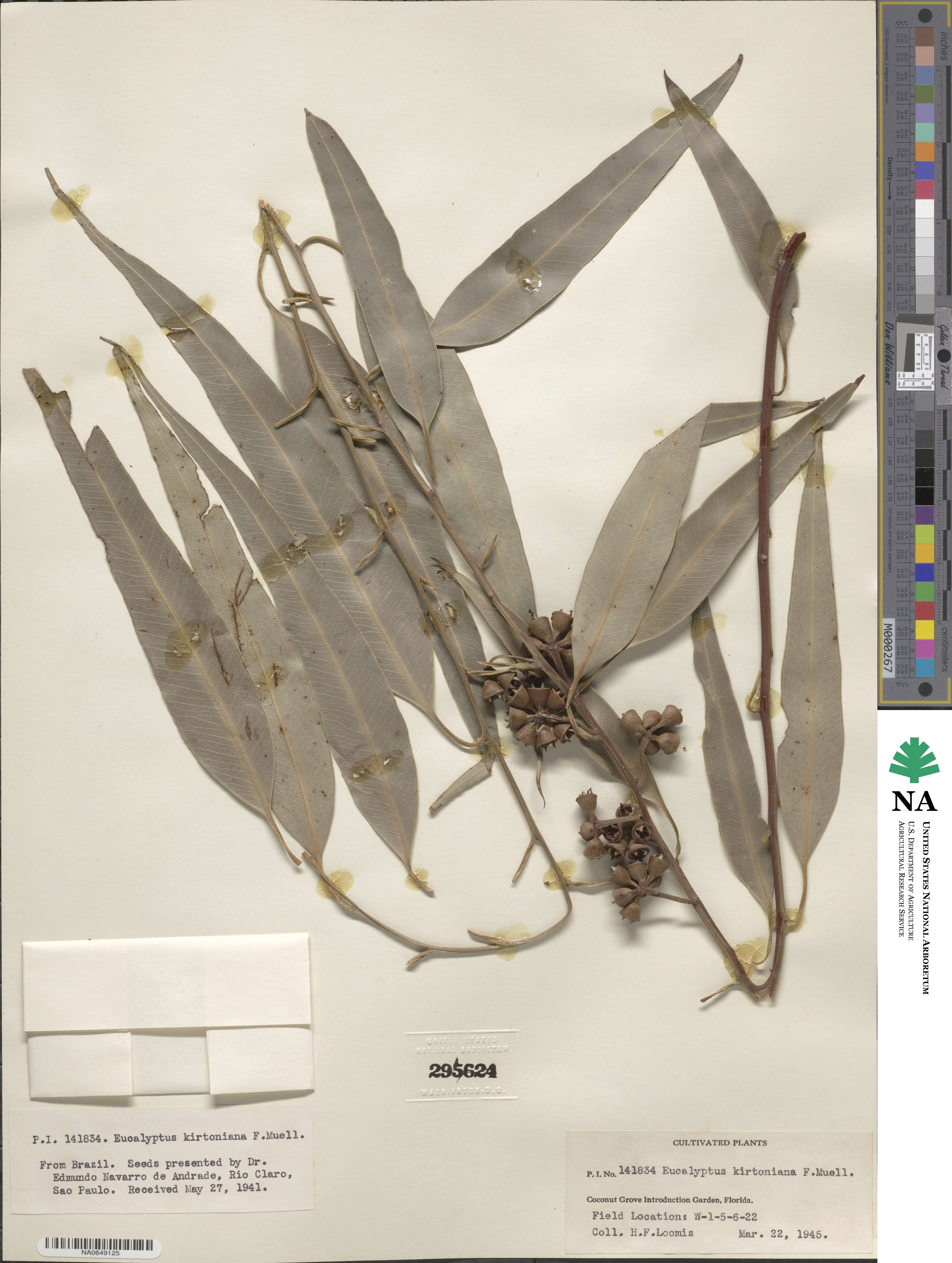 Eucalyptus kirtoniana image