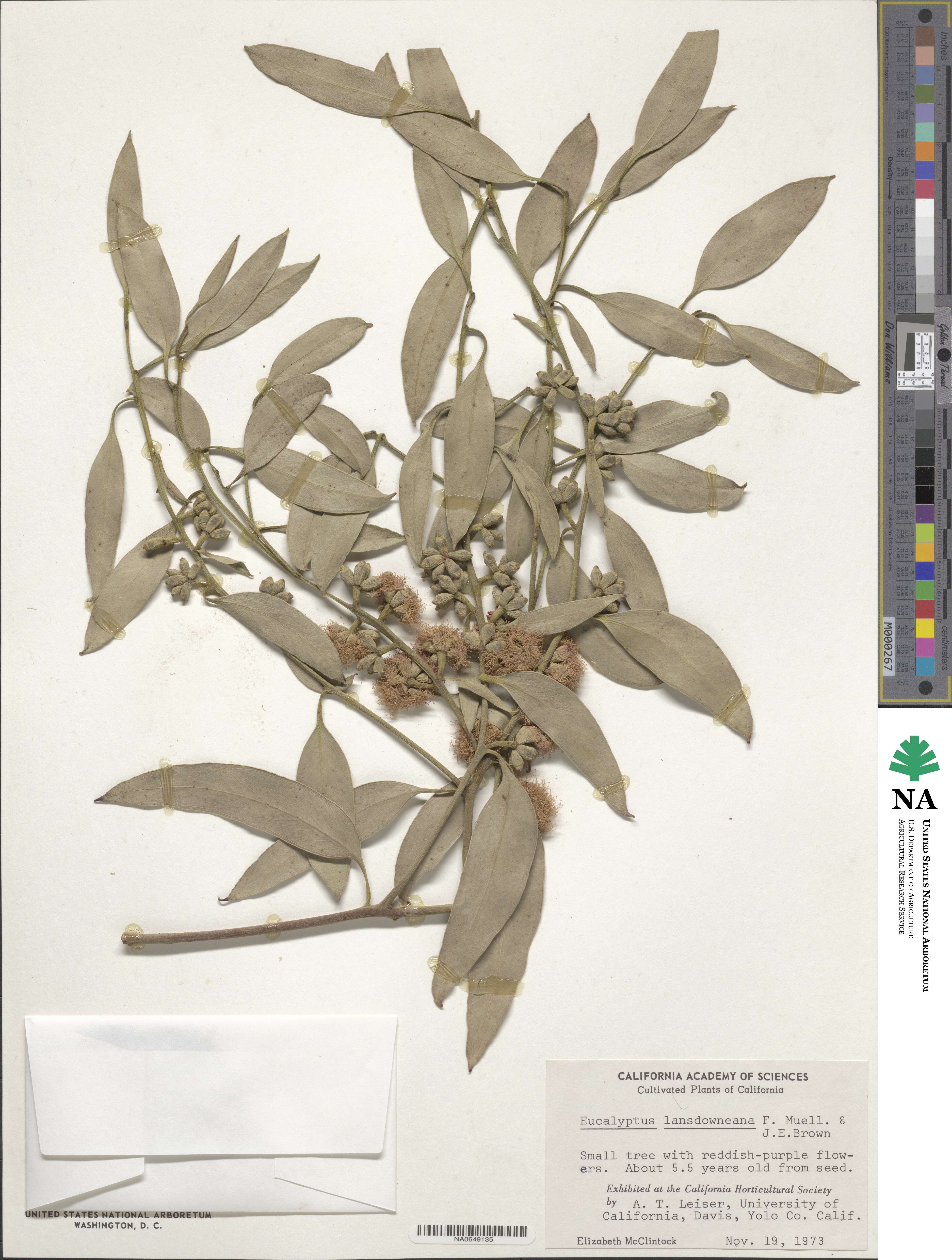 Eucalyptus lansdowneana image