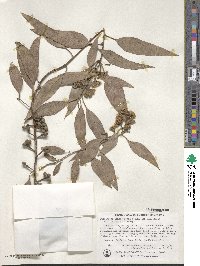 Image of Eucalyptus albopurpurea