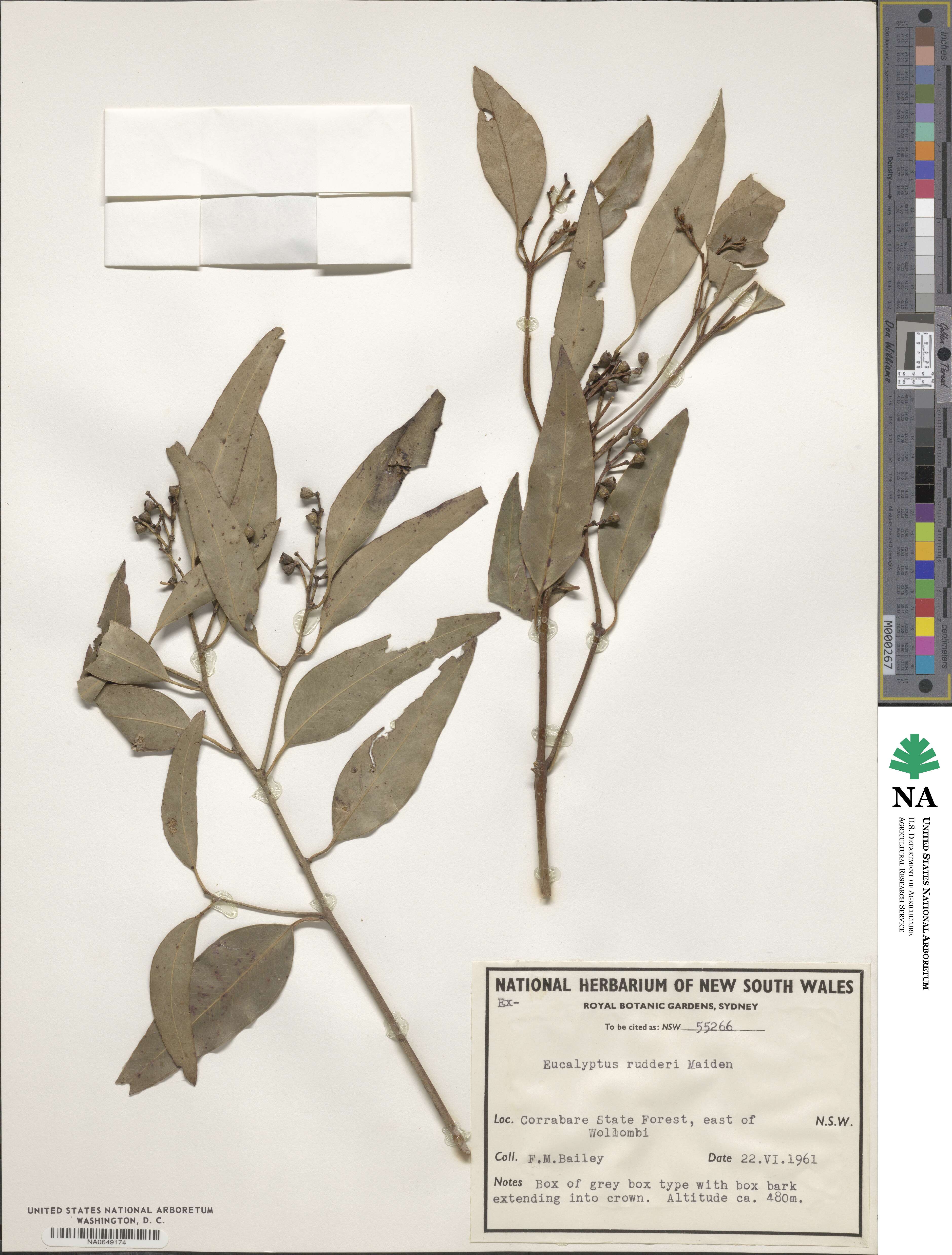 Eucalyptus rudderi image