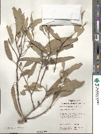 Eucalyptus oleosa image