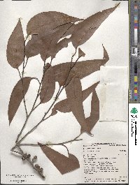 Eucalyptus obliqua image