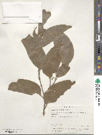 Eucalyptus obliqua image