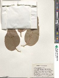 Eucalyptus obliqua image