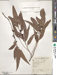 Image of Eucalyptus acmenoides