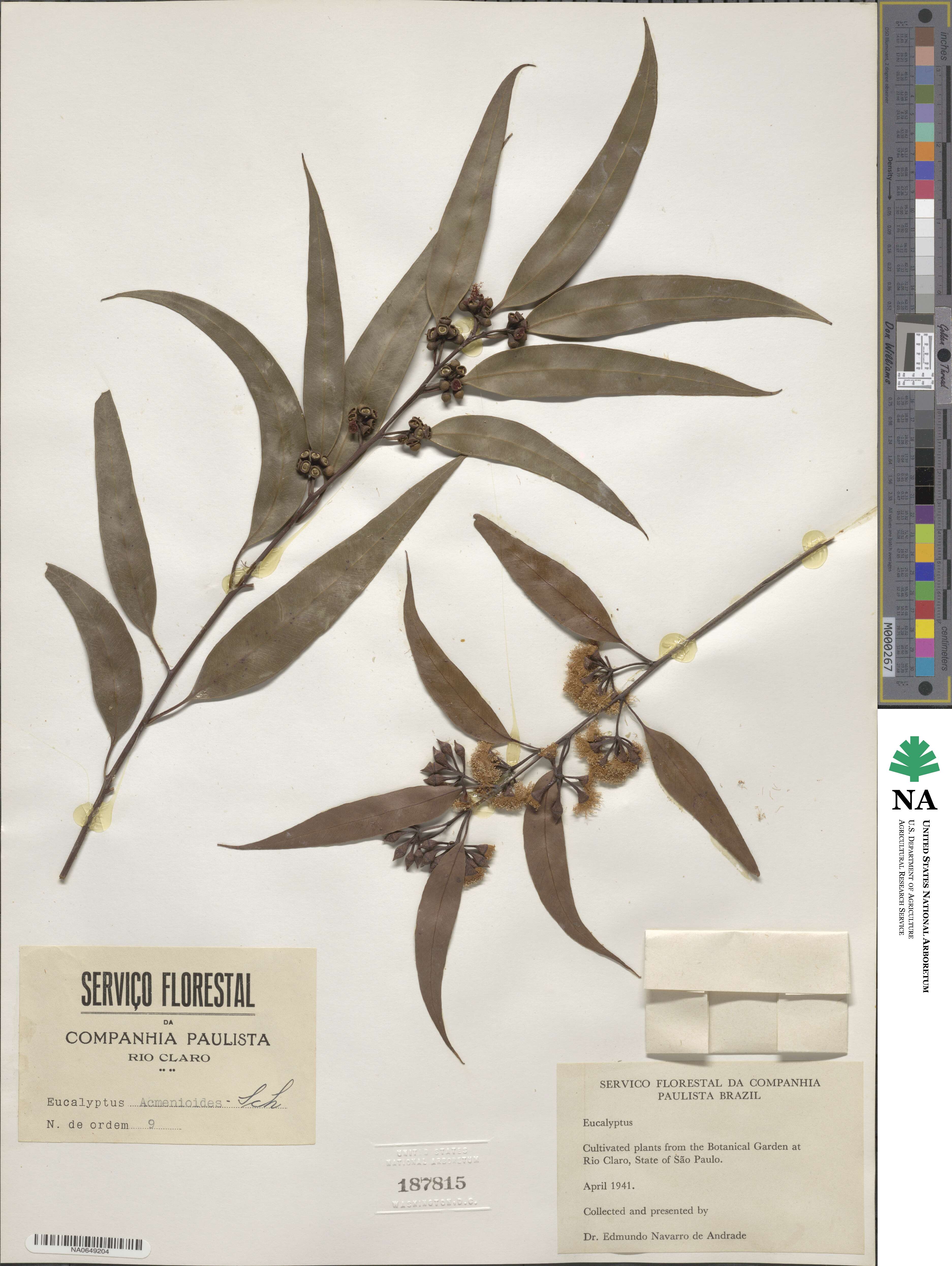 Eucalyptus acmenoides image