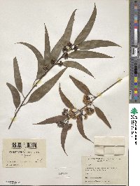 Eucalyptus acmenoides image